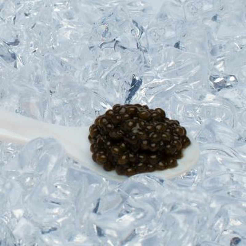 Caviar Osciètre Acipenser Gueldenstaedtii