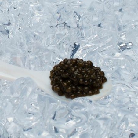 Caviar Osciètre Acipenser Gueldenstaedtii