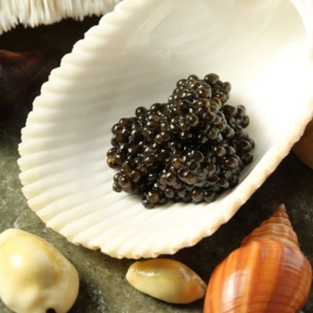 Caviar Osciètre Acipenser Gueldenstaedtii