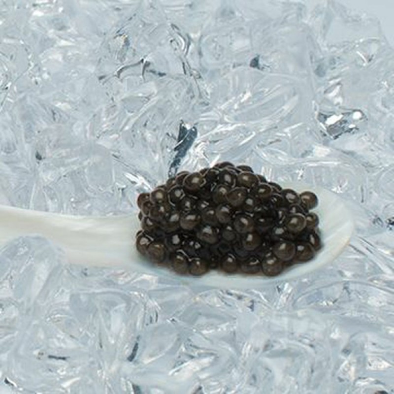 Caviar Beluga - Esturgeon Huso huso