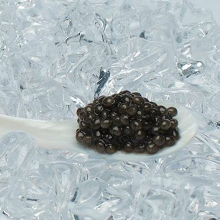 Caviar Beluga - Esturgeon Huso huso