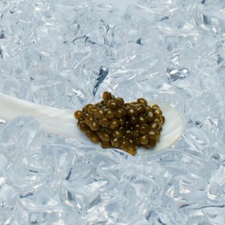 Caviar Kaluga - Esturgeon Huso dauricus