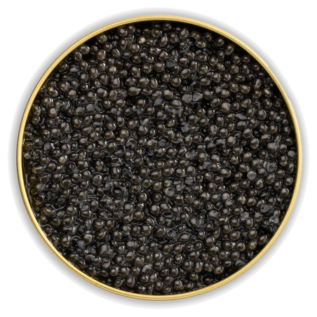 Caviar Osciètre Acipenser Gueldenstaedtii