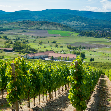 Tokay Béres vignoble de Löcse