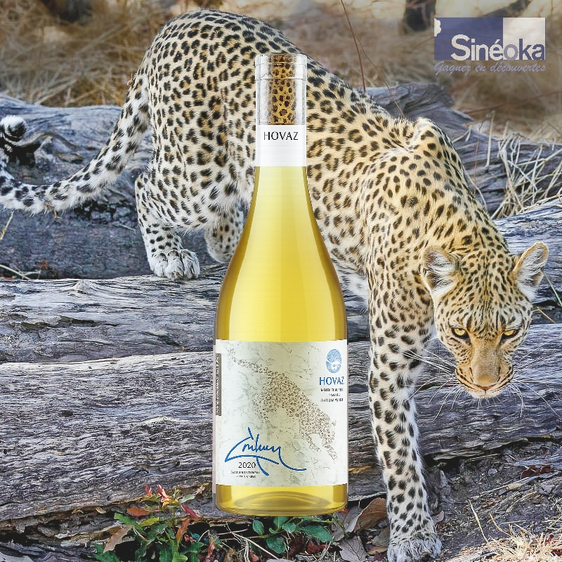 Hovaz - Vin blanc d'Arménie cépage Kangun avec un léopard